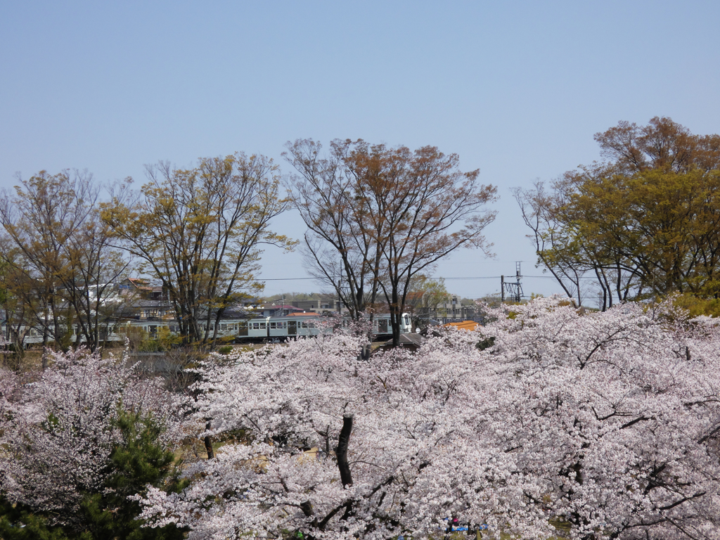 西武線と桜。