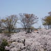 西武線と桜。