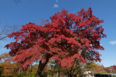 紅葉、こうよぉ～♪