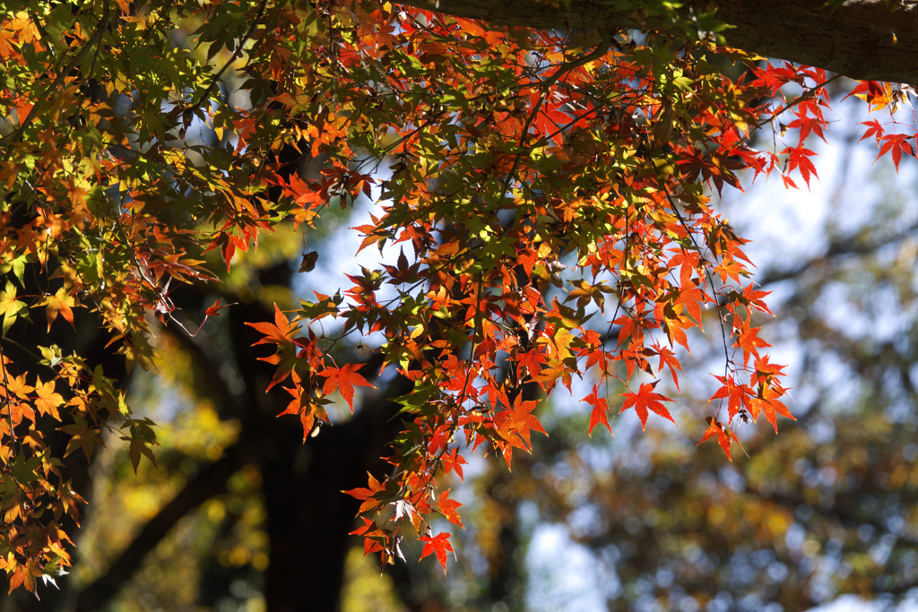 紅葉・グラデーション