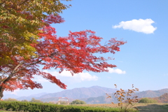 紅葉と青空