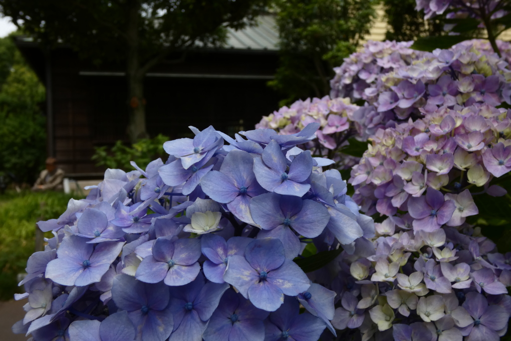 紫陽花。P1070671