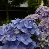 紫陽花。P1070671