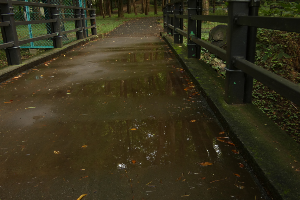 水たまりに移る木々。
