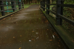 水たまりに移る木々。