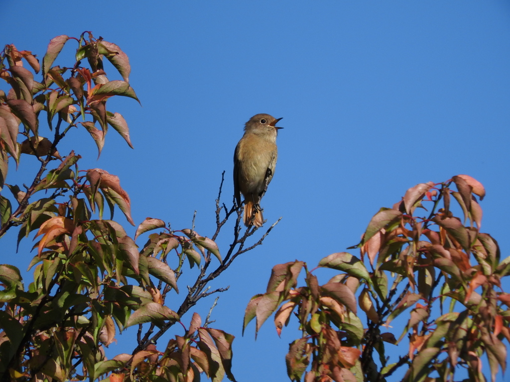 木の枝の高い場所で地鳴きする ジョウビタキ 雌