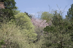 新緑と桜