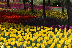国営アルプスあづみの公園のチューリップ 2