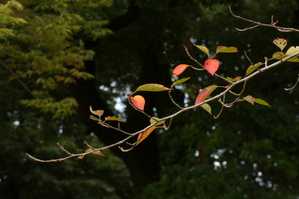 去り行く木の葉。冬を待つ新芽。