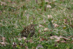 不動の トラツグミ。