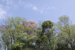 桜の花弁 空に舞う
