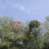 桜の花弁 空に舞う