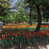 国営アルプスあづみの公園のチューリップ 1