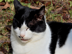 猫。