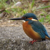 カワセミ 雄