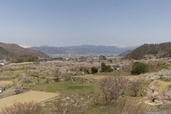 千曲市 杏の里 2025年4月