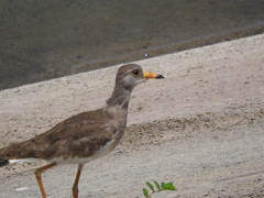 ケリ の幼鳥