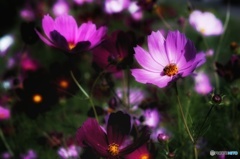 秋桜