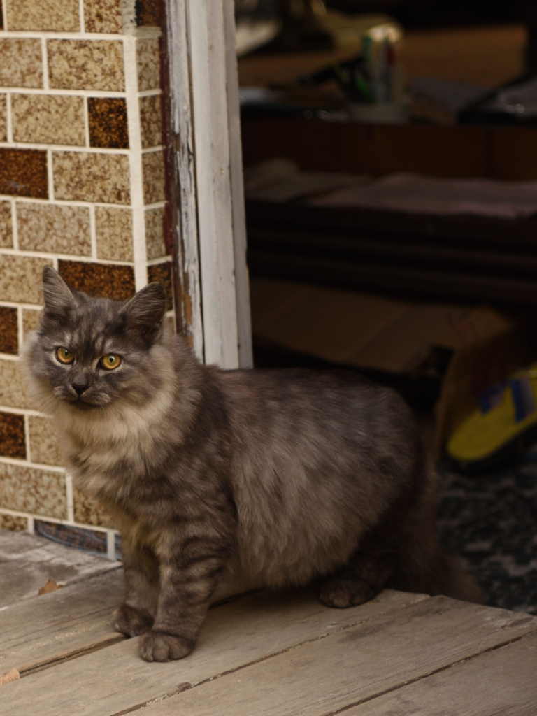 尾道の猫