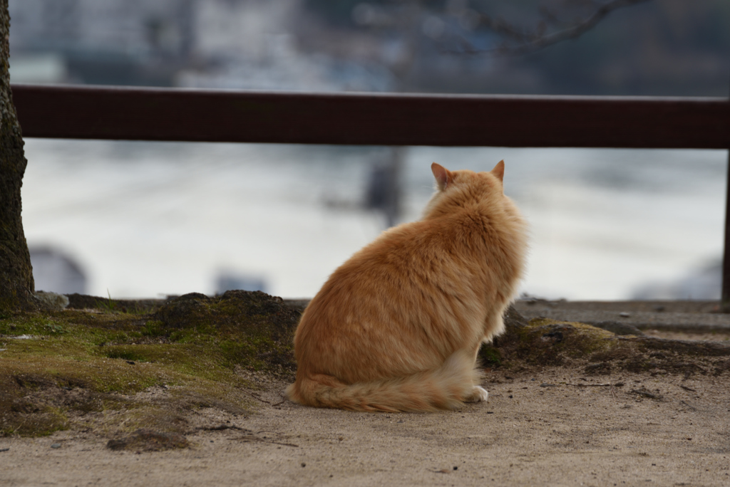 たそがれ中