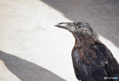 『何見てんだよ～！！』byカラス君。。
