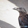 『何見てんだよ～！！』byカラス君。。