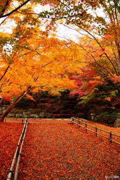 2016年、紅葉　勝尾寺　3