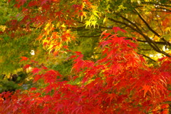 平等院　紅葉が少しづつ進んでいます。。
