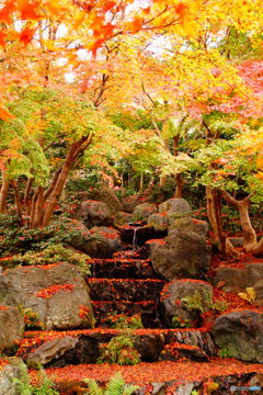 2016年、紅葉　勝尾寺　5