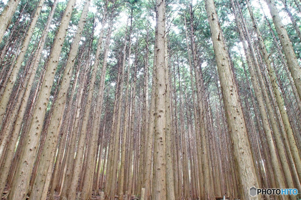 岩湧山　　木木木木木木木木木・・・・・・・！！