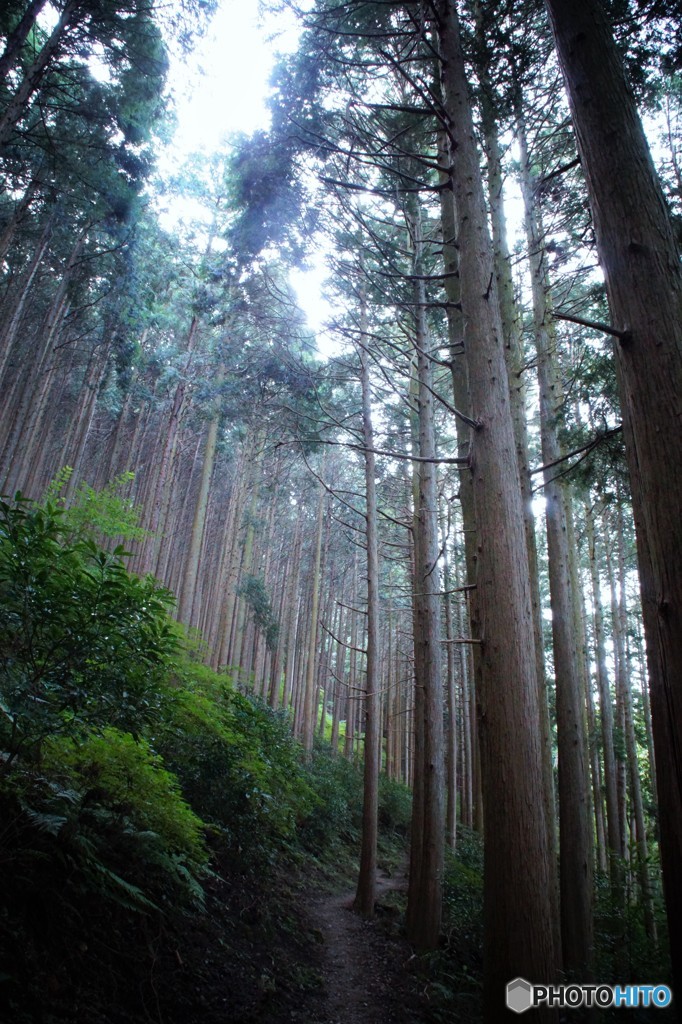 岩湧山　林道を行く。。