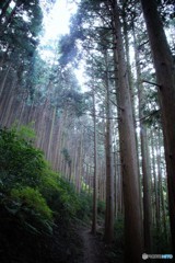 岩湧山　林道を行く。。