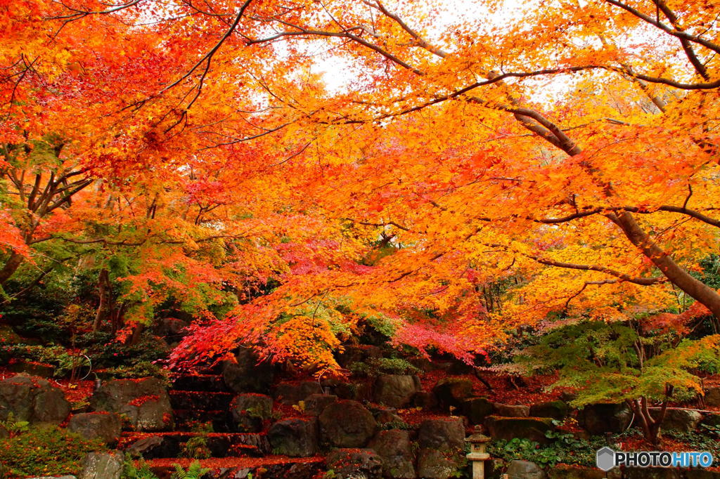 2016年、紅葉　勝尾寺　4