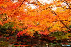 2016年、紅葉　勝尾寺　4