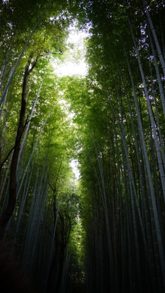 竹林の小道