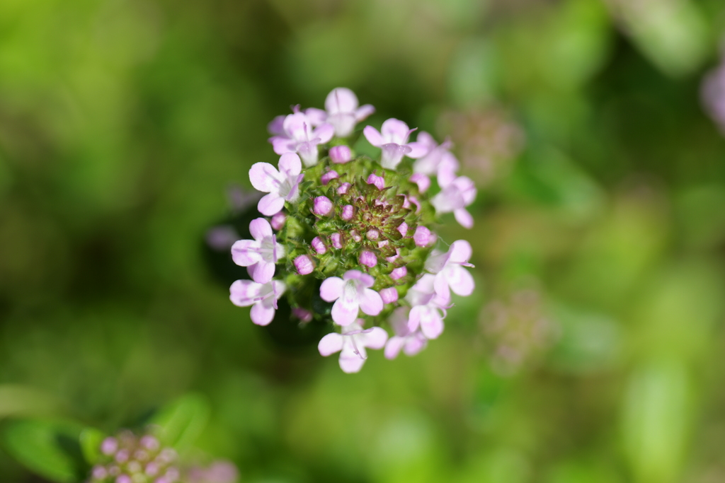 春の草花
