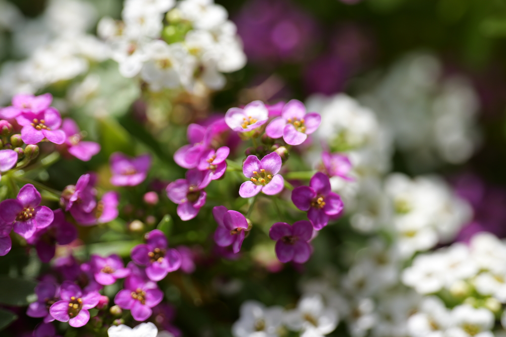 春の草花