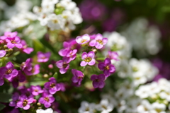 春の草花