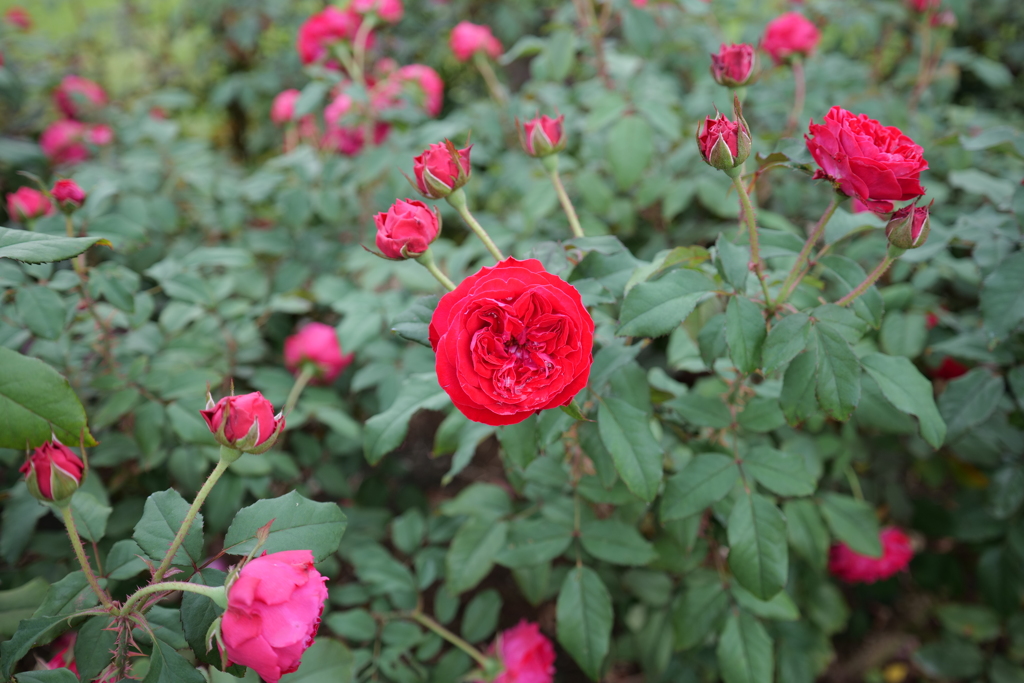秋薔薇