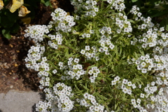 春の草花