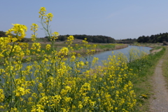 菜の花と川