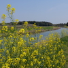 菜の花と川