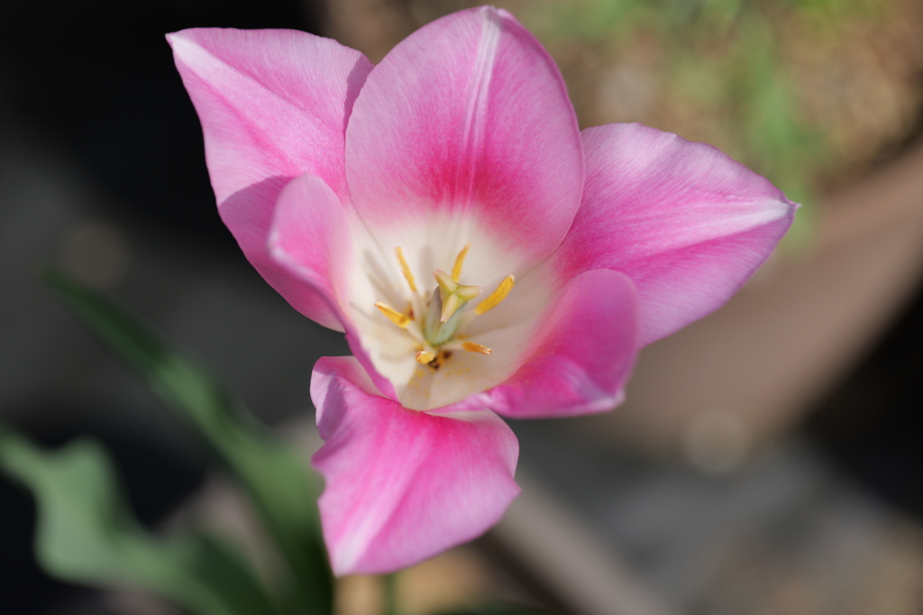 春の草花