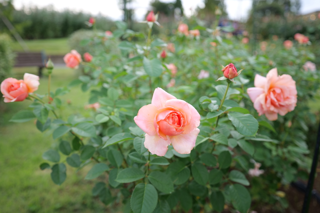 秋薔薇
