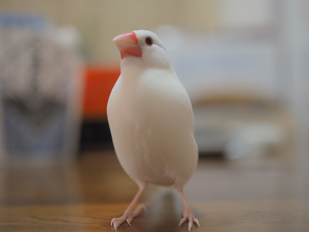 文鳥