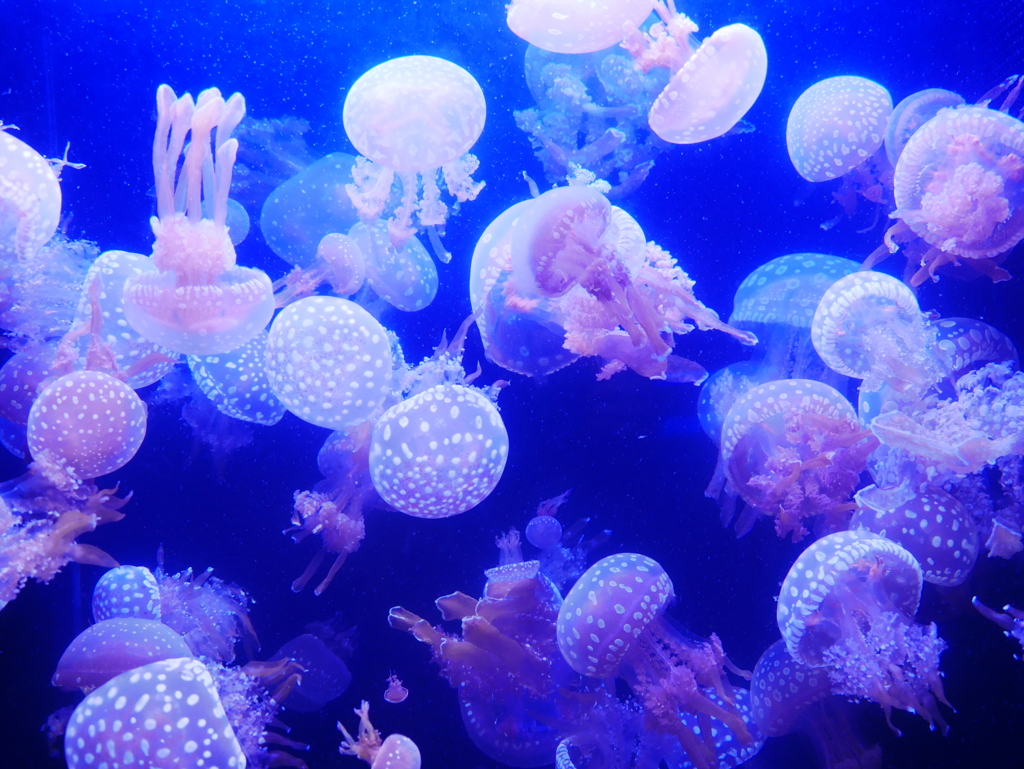 ぷかぷかくらげ