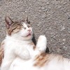 ごろんにゃ