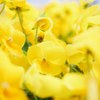 flower ♯2