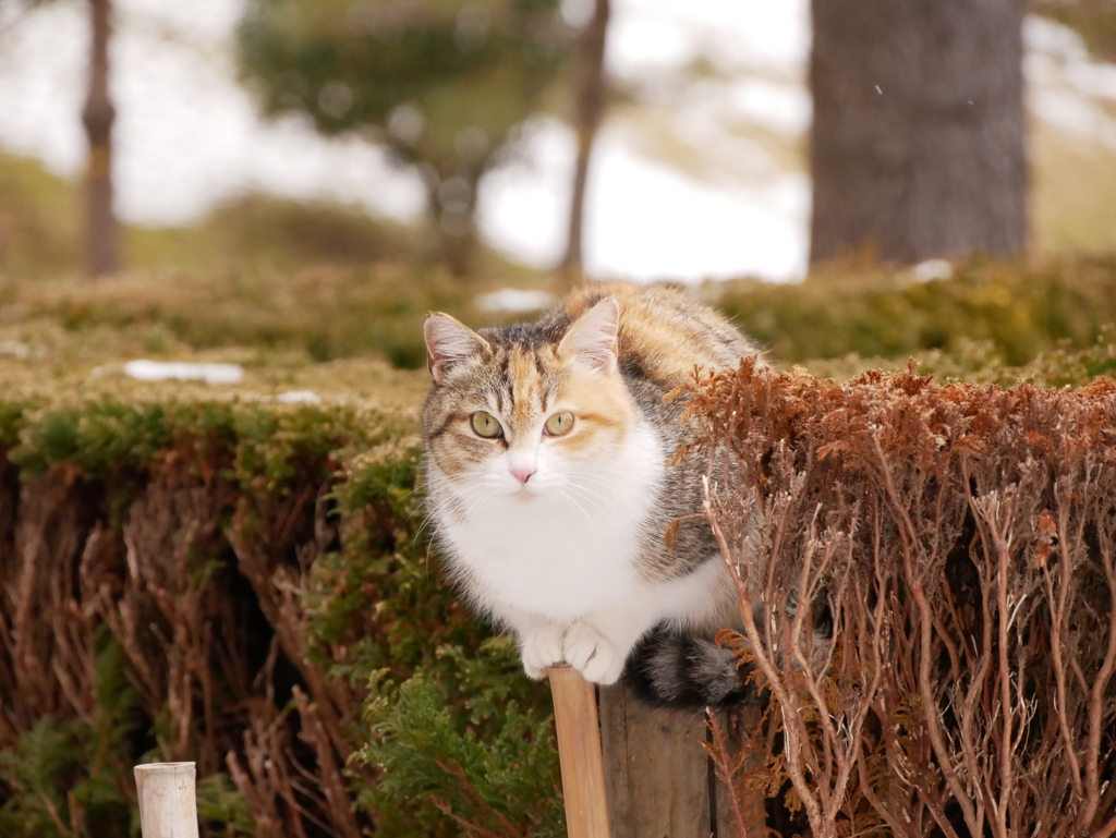 のらねこ