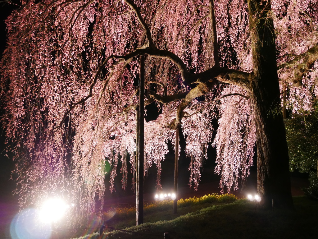 夜桜